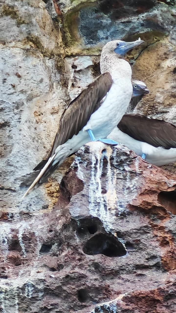 Piqueros de patas azules en isla rocosa